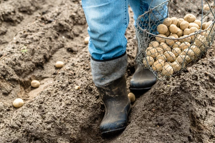 Best Insoles for Work Boot Review 